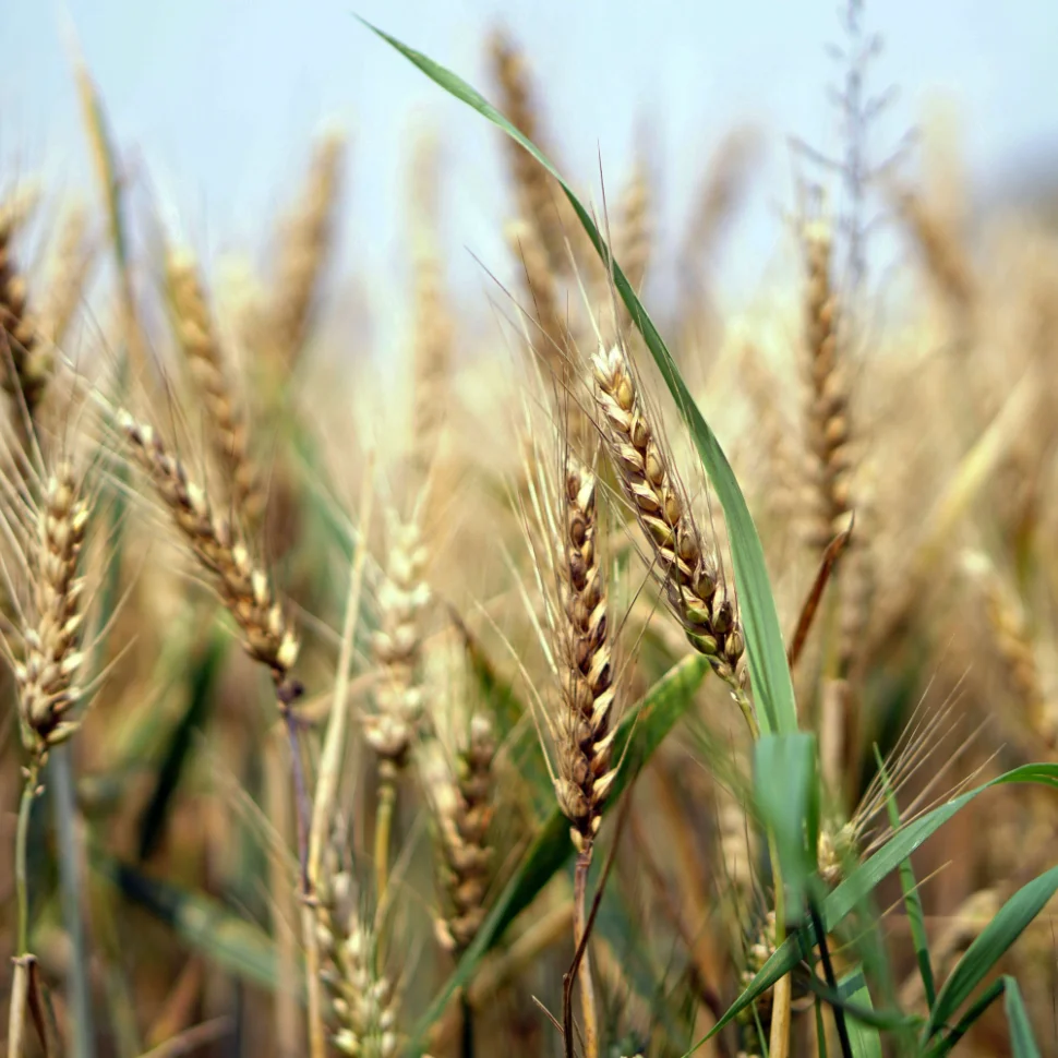 wheat-1556699.jpg